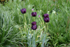 Sweden - Helsingborg  (Skane Lan): flowers - tulips (photo by Charlie Blam)