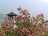 Switzerland - Bellinzona, Ticino canton: flowers and belfry - photo by J.Kaman