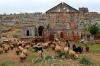 Syria / Syrie - Sergilla - Serjilla - Serdjilla: ruins and sheep - photo by J.Wreford