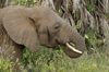 Africa - Tanzania - Elephant having lunch in Lake Manyara National Park - photo by A.Ferrari
