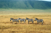 Tanzania - four Zebras in Ngororngoro Crater - Arusha Region - Unesco world heritage site (photo by A.Ferrari)