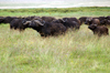 Tanzania - Buffalos in Ngorongoro Crater (photo by A.Ferrari)