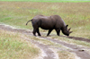 Tanzania - Black Rhinoceros and tracks in Ngorongoro Crater - photo by A.Ferrari