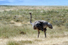 Tanzania - Female Ostrich in Ngorongoro Crater (photo by A.Ferrari)