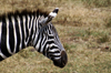 Tanzania - Zebra (close view) in Ngorongoro Crater (photo by A.Ferrari)