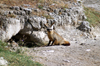 Tanzania - Jackal in Ngorongoro Crater - burrow (photo by A.Ferrari)