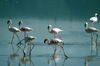 Tanzania - Flamingos on the Magadi Lake, Ngorongoro Crater - photo by A.Ferrari