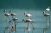 Tanzania - Flamingos on the Magadi Lake, Ngorongoro Crater - photo by A.Ferrari