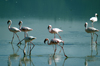 Tanzania - Flamingos on the Magadi Lake, Ngorongoro Crater (photo by A.Ferrari)