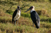 Tanzania - Marabou storks, Leptoptilos crumeniferus - in Ngorongoro Crater (photo by A.Ferrari)