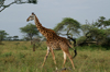 Africa - Tanzania - Giraffe in Serengeti National Park - UNESCO World Heritage Site - photo by A.Ferrari