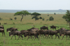 Africa - Tanzania - Wildebeest migration, Serengeti National Park - photo by A.Ferrari