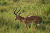 Africa - Tanzania - Grant's gazelle - Gazella granti lacuum, Serengeti National Park - photo by A.Ferrari