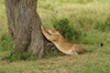 Africa - Tanzania - Young lion with claws on a tree in Serengeti National Park - photo by A.Ferrari