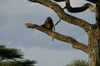 Africa - Tanzania - Baboon on a tree in Serengeti National Park - photo by A.Ferrari