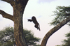 Africa - Tanzania - Baboon jumping between trees, Serengeti National Park - photo by A.Ferrari