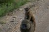 Africa - Tanzania - Baboons in Serengeti National Park - photo by A.Ferrari