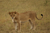 Africa - Tanzania - Young lion in Serengeti National Park - photo by A.Ferrari