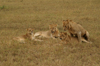Africa - Tanzania - A group of lions discovering the secrets of life, Serengeti National Park - photo by A.Ferrari