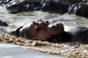 Africa - Tanzania - Hippopotamus in Serengeti National Park - photo by A.Ferrari
