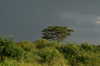 Africa - Tanzania - Dark clouds over Serengeti National Park - photo by A.Ferrari