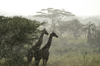 Africa - Tanzania - pair of Giraffes in the rain, Serengeti National Park - photo by A.Ferrari