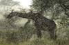 Africa - Tanzania - Giraffe in the rain, Serengeti National Park - photo by A.Ferrari