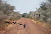 Tanzania - Tanganyika - Serengeti National Park: vultures lead the way - photo by N.Cabana