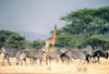 Tanzania - Tanganyika - Serengeti National Park: 'say cheese' - a giraffe, zebras and gnus pose - photo by N.Cabana