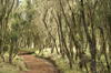 33 Tanzania - Kilimanjaro NP: Marangu Route - day 1 - near the Mandara campsite, on the way to the Maundi Crater - photo by A.Ferrari