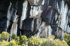 49 Tanzania - Kilimanjaro NP: Marangu Route - day 3 - Zebra Rocks - detail - photo by A.Ferrari