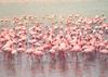 Tanzania - Tanganyika - Ngorongoro crater: flamingos - photo by N.Cabana