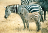 Tanzania - Tanganyika - Serengeti National Park: zebras - mother and son - photo by N.Cabana