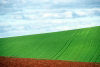 Bulgarian field - farm - white, green, red (photo by Picture Tasmania/S.Lovegrove)