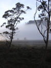 Tasmania - Cradle Mountain - Lake St Clair National Park: Overland Track - trees in the mist (photo by M.Samper)