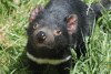 Tasmania - Australia - Tasmania - Nubeena Wildlife Park: Tasmanian devil waiting for dinner (photo by Fiona Hoskin)
