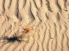 Tasmania - sandpatterns on a windy beach near the North Eastern tip of Tasmania (photo by Fiona Hoskin)