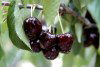 Tasmania - Australia - Northern Tasmania - Aviemore Farm: black cherries ready to pick (photo by Fiona Hoskin)