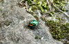 Tasmania - Australia - Tasmanian Beetle (photo by Fiona Hoskin)