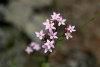 Tasmania - Australia - Tasmanian wildflower (photo by Fiona Hoskin)