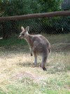 Tasmania - Australia - North Eastern Tasmania - Trowunna Wildlife Park: Wallaby (photo by Fiona Hoskin)