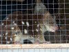 Tasmania - Australia - North Eastern Tasmania - Trowunna Wildlife Park: Spotted quoll (photo by Fiona Hoskin)