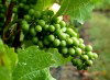 Tasmania - Australia - Hobart: grape growing at Moorilla Vineyard (photo by Fiona Hoskin)