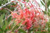 Tasmania - Australia - Grevillea bloom (photo by Fiona Hoskin)