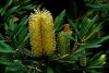 Tasmania - Australia - banksia flowers (photo by Fiona Hoskin)