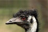 Tasmania - Australia - close-up of an emu's head (photo by Fiona Hoskin)