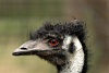 Tasmania - Australia - close-up of an emu's head (photo by Fiona Hoskin)