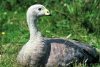 Tasmania - Australia - Flinders Island: Cape Barren Goose - bird - Cereopsis novaehollandiae (Picture Tasmania/S.Lovegrove)