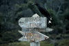 Tasmania - Australia - Black Currawong looking for directions (Picture Tasmania/S.Lovegrove)