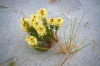 Tasmania - Australia - Flinders Island: beach flowers (Picture Tasmania/S.Lovegrove)